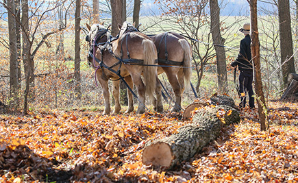 Koně jsou při práci v lese nenahraditelní